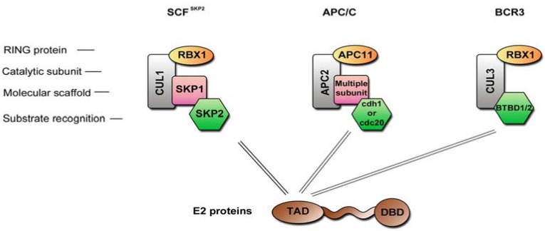 Fig. (5)