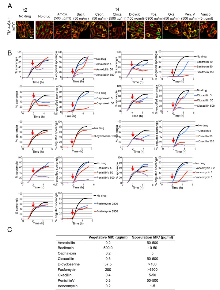 Figure 1—figure supplement 1.