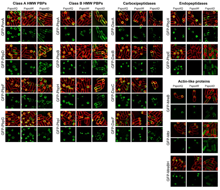 Figure 2—figure supplement 1.