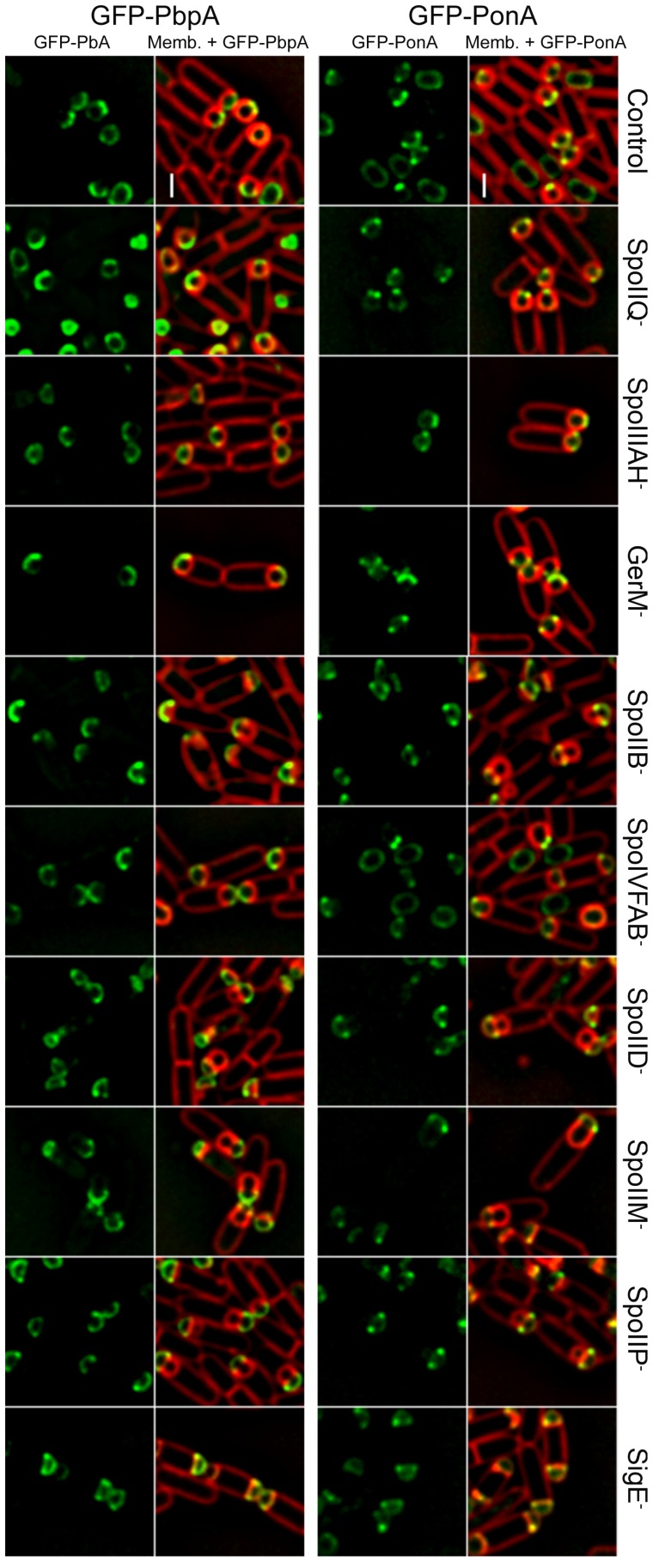 Figure 2—figure supplement 2.