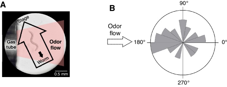 Figure 3—figure supplement 1.