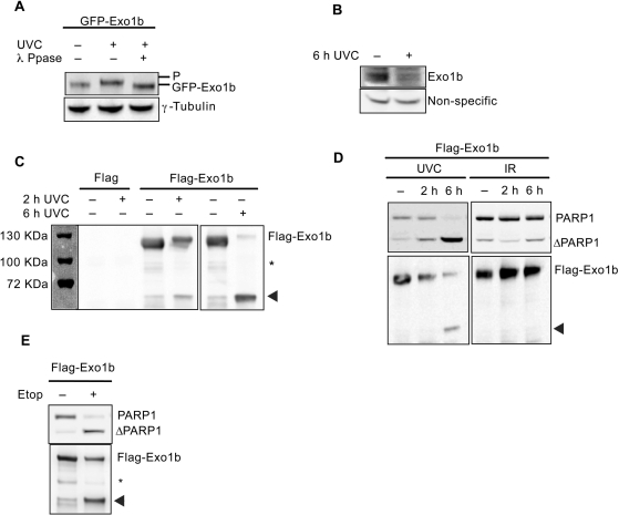 Figure 5.