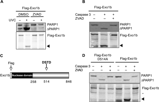 Figure 6.