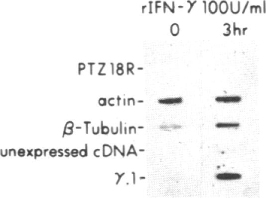 graphic file with name pnas00293-0186-a.jpg