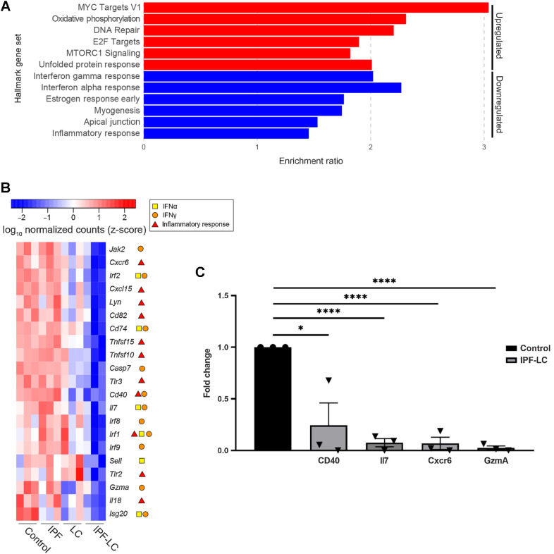 Figure 5. Pathway analysis identifies secreted factors uniquely regulated in IPF-LC. A, Enrichment of mSigDB Hallmark gene sets (FDR < 0.05) for all IPF-LC-regulated genes (red: upregulated; blue: downregulated). B, Selected genes, which appear in three indicated Hallmark gene sets depicted in (A) differentially expressed in IPF-LC versus control. Heat map of log10 normalized counts (z-score) for these selected genes in all groups: control, IPF, LC, IPF-LC. Symbols in legend indicate in which Hallmark gene sets they appeared (IFNγ response, IFNα response, inflammatory response). C, qRT-PCR of selected genes downregulated in the IPF-LC group, normalized to cyclophilin as housekeeping gene and fold change calculated compared with control. Significance was determined using unpaired Student t test of RNA obtained from lung tissue of 3 mice per control and IPF-LC group. Statistical significance: *, P < 0.05; ****, P < 0.005.