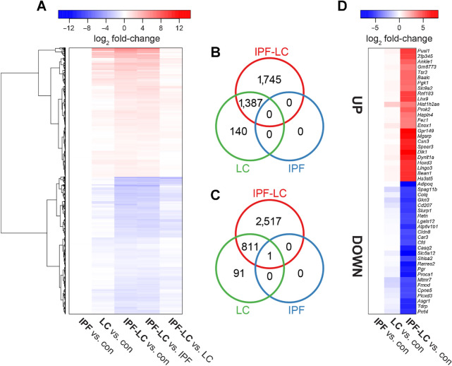 Figure 4. RNA-seq identifies genes uniquely regulated in IPF-LC. Lung tissue from 3 mice per group was used at endpoint for bulk RNA-seq to evaluate differential gene expression in experimental groups. A, Heat map of gene log2 fold changes for the indicated comparisons. B and C, The intersections of genes significantly differentially expressed in IPF-LC, IPF, and LC (vs. control) are represented by Venn diagrams for upregulated (B) and downregulated (C) genes. D, Heat map of log2 fold changes for the top 25 up- and downregulated protein-coding genes in IPF-LC only. Genes with adjusted P values < 0.05 and fold change > 1.5 were considered significantly differentially expressed.