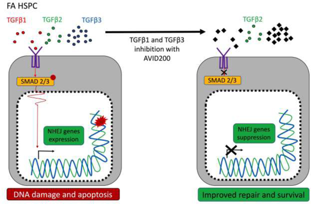 graphic file with name nihms-1650897-f0005.jpg