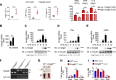 Figure 1—figure supplement 1.