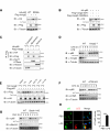 Figure 4—figure supplement 1.