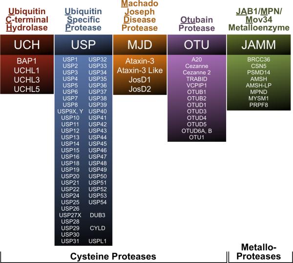 BALANCING ACT DEUBIQUITINATING ENZYMES IN THE NERVOUS SYSTEM PMC