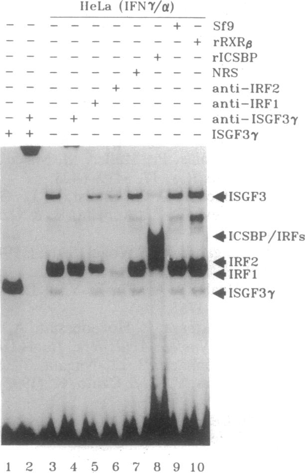 graphic file with name pnas01133-0449-a.jpg