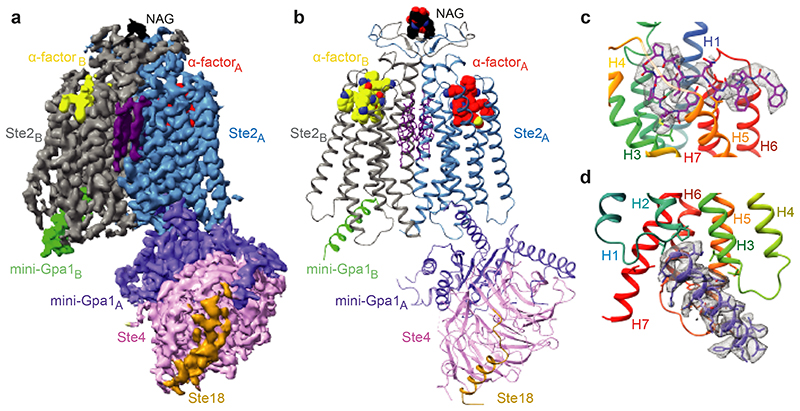 Fig. 1