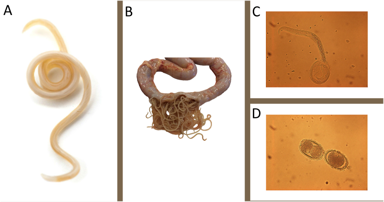 Ascaridia galli - An old problem that requires new solutions - PMC