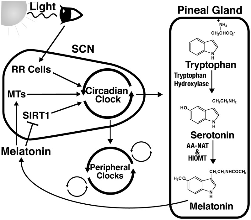 FIG. 2.