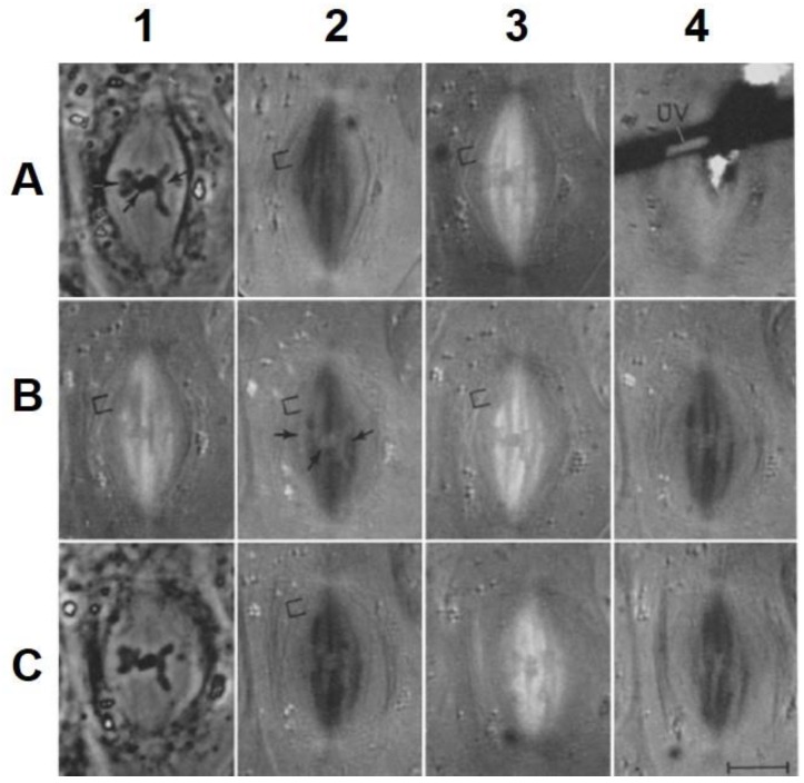 Figure 19