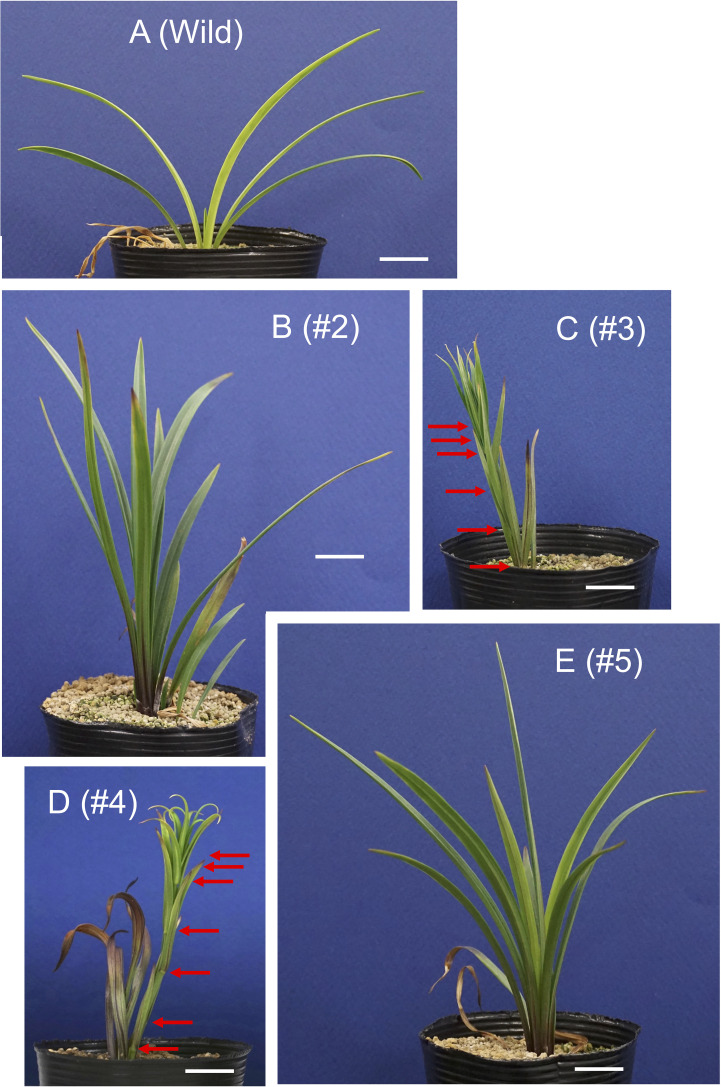 Figure 3