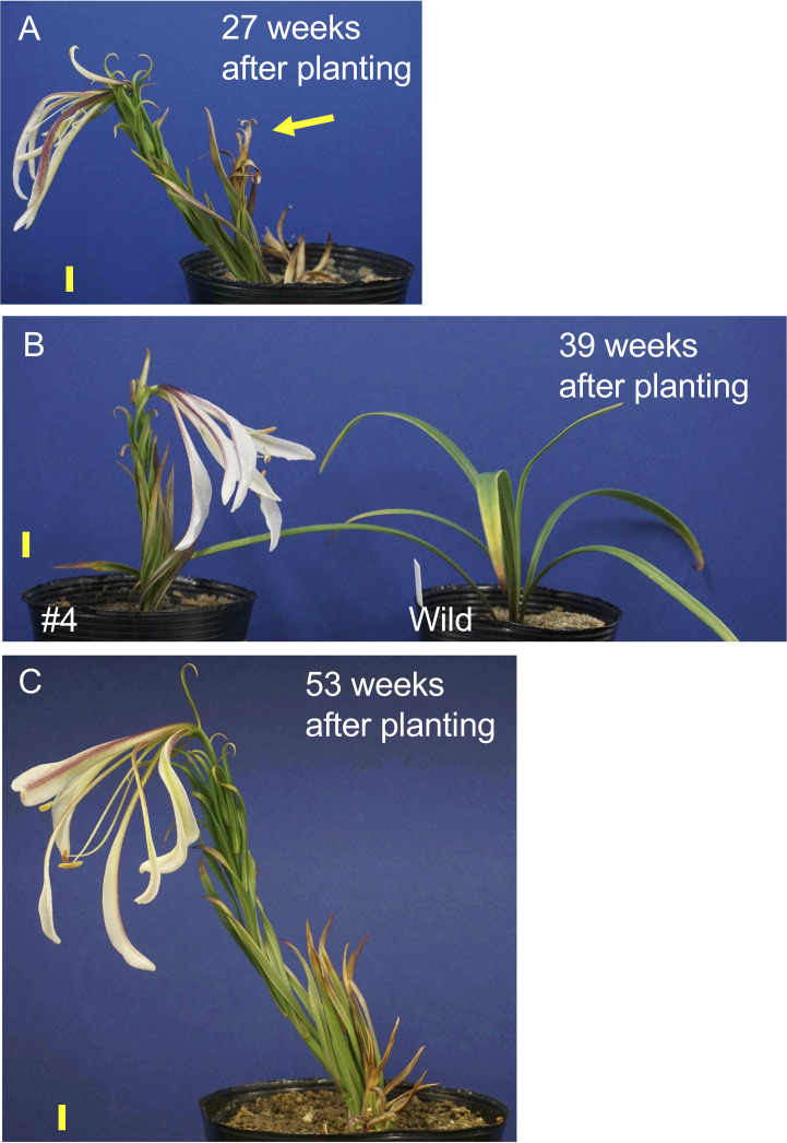 Figure 4