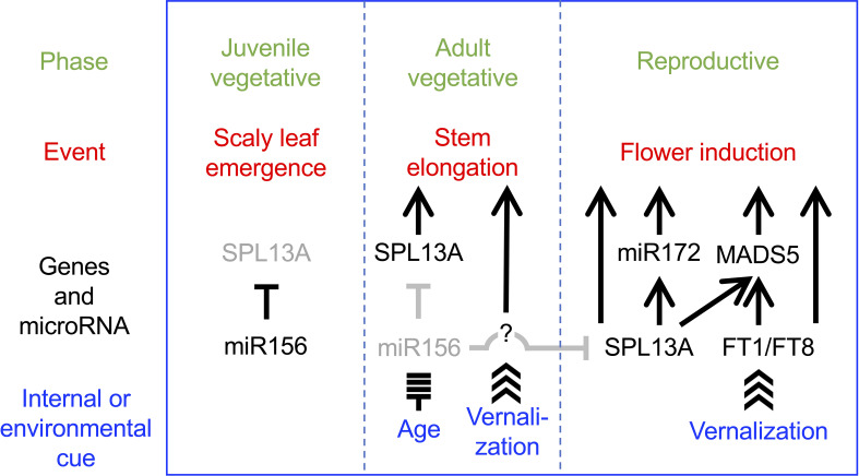 Figure 11