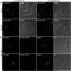 Figure 12.