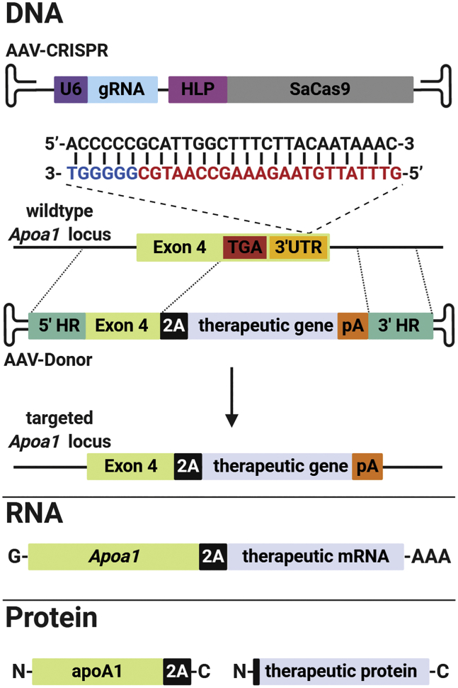 Figure 1