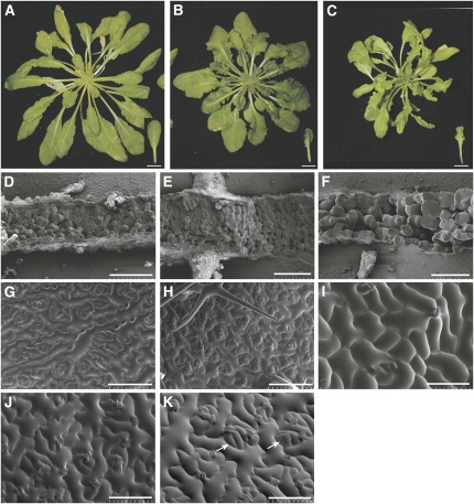 Figure 5.