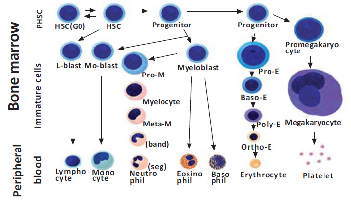 Fig. (1)