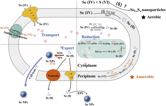 FIGURE 3