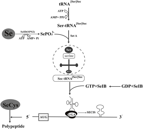 FIGURE 2