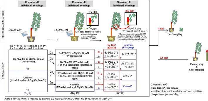 FIGURE 1