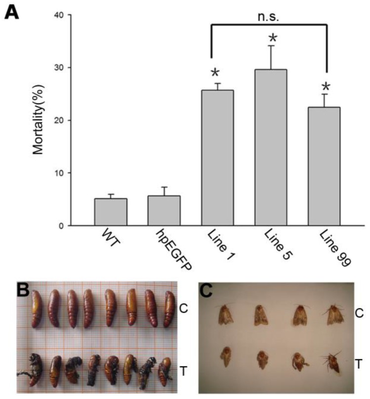 Figure 7