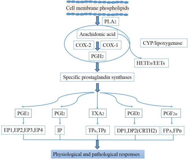 Prostaglandins in the pathogenesis of kidney diseases - PMC