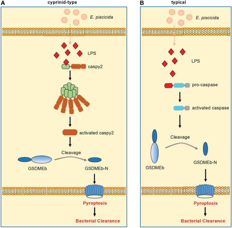 Figure 3