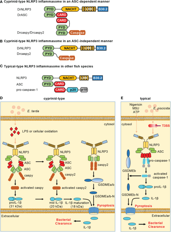 Figure 2