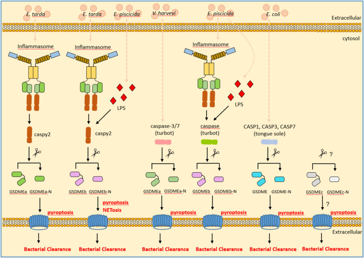 Figure 4