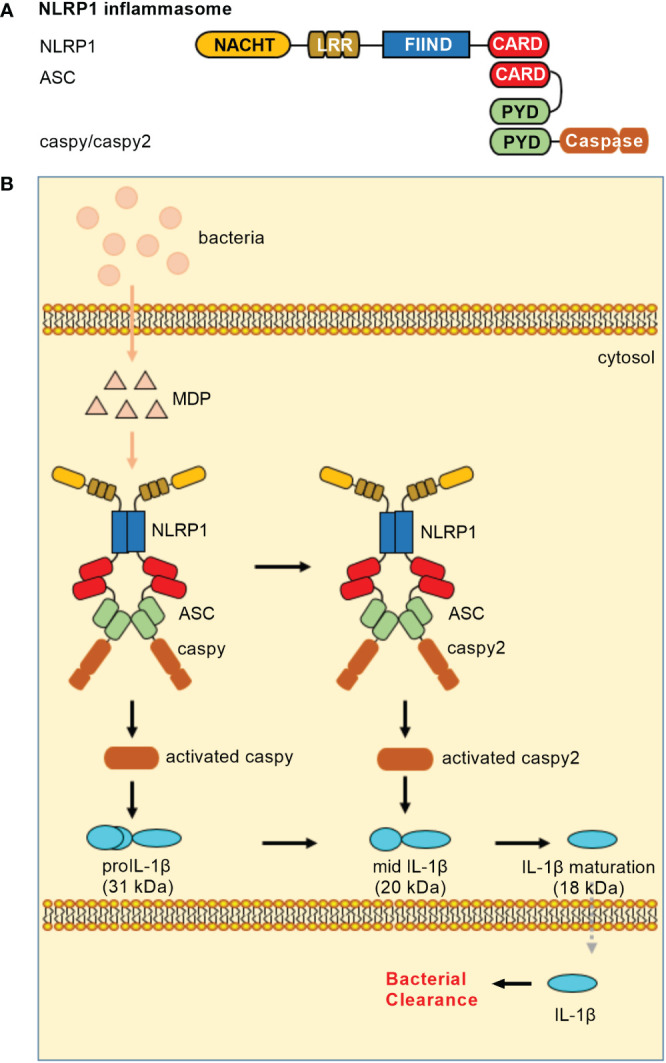 Figure 1