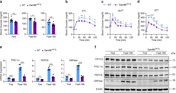 Fig. 5 Blood glucose levels and gluconeogenic gene expression are lower in mice carrying an N-terminal deletion (ΔN) of Sam68 than in WT mice.