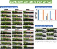 graphic file with name PS-81-8128-g002.jpg