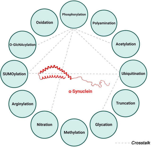 graphic file with name pharmrev.123.001111absf1.jpg