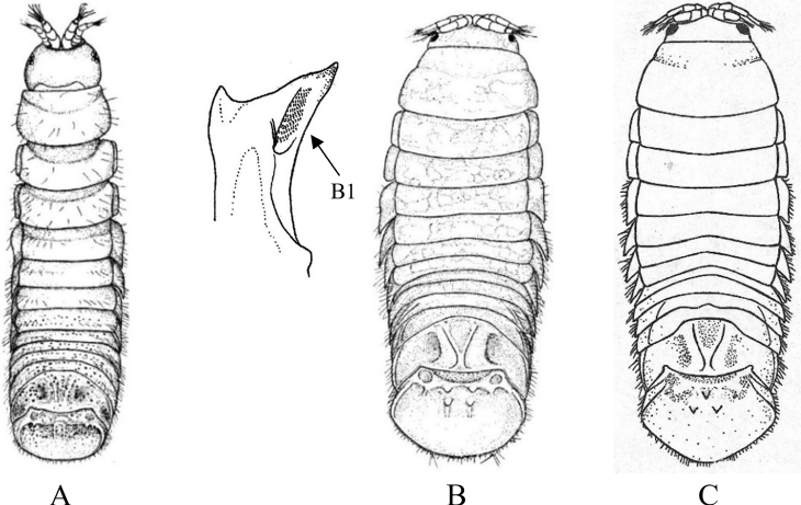 Figure 17.