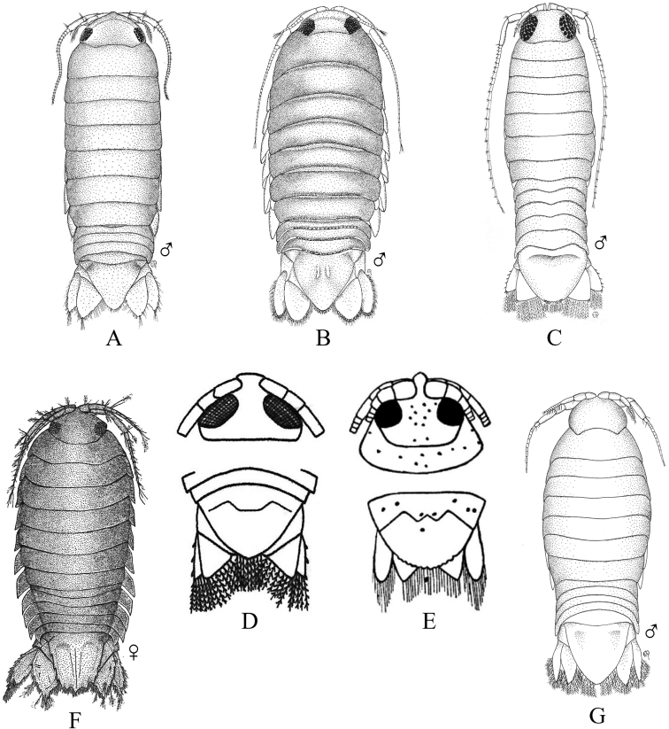 Figure 7.