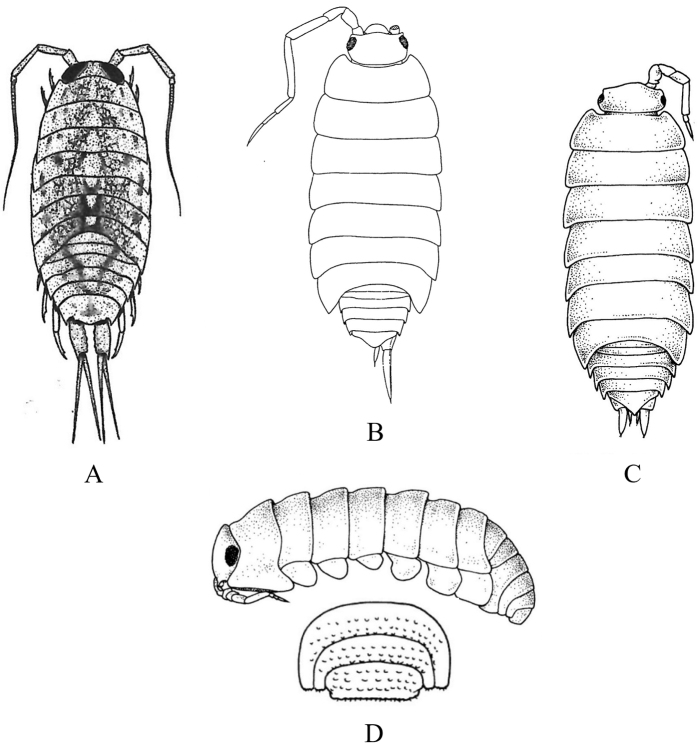 Figure 42.