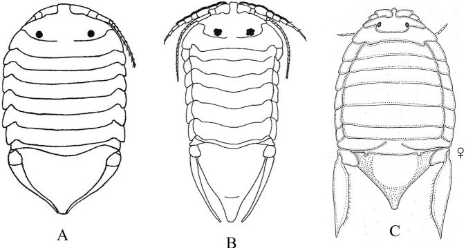 Figure 19.