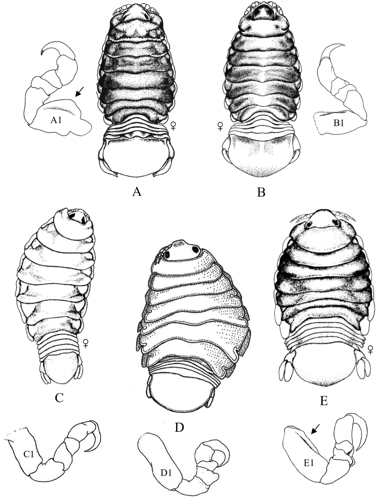 Figure 11.