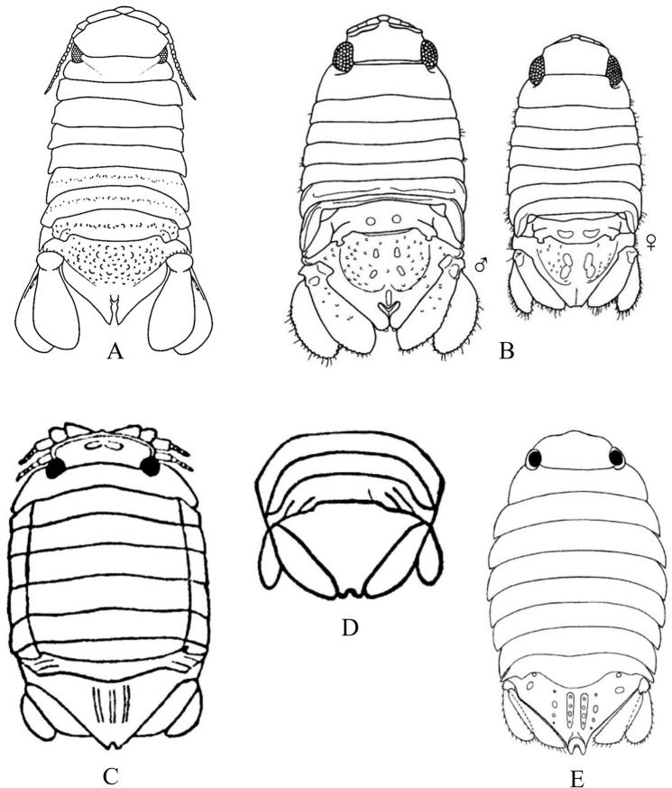 Figure 22.