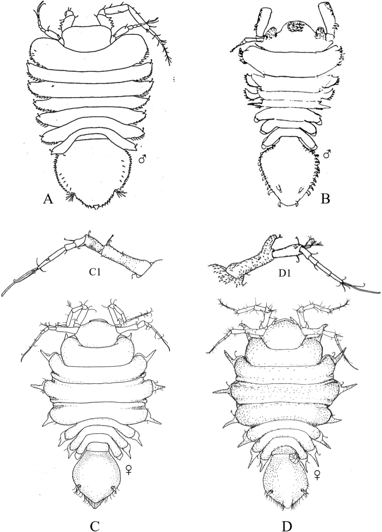 Figure 41.