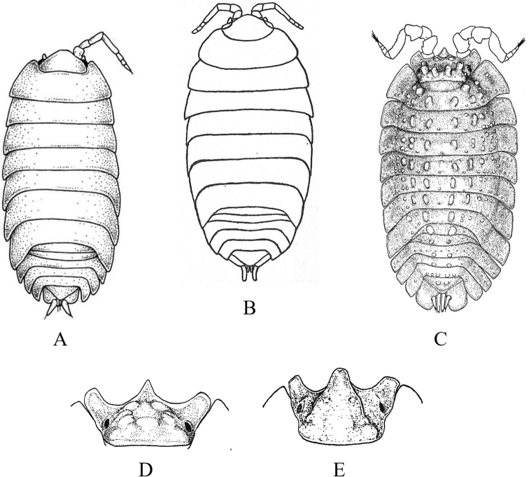 Figure 43.