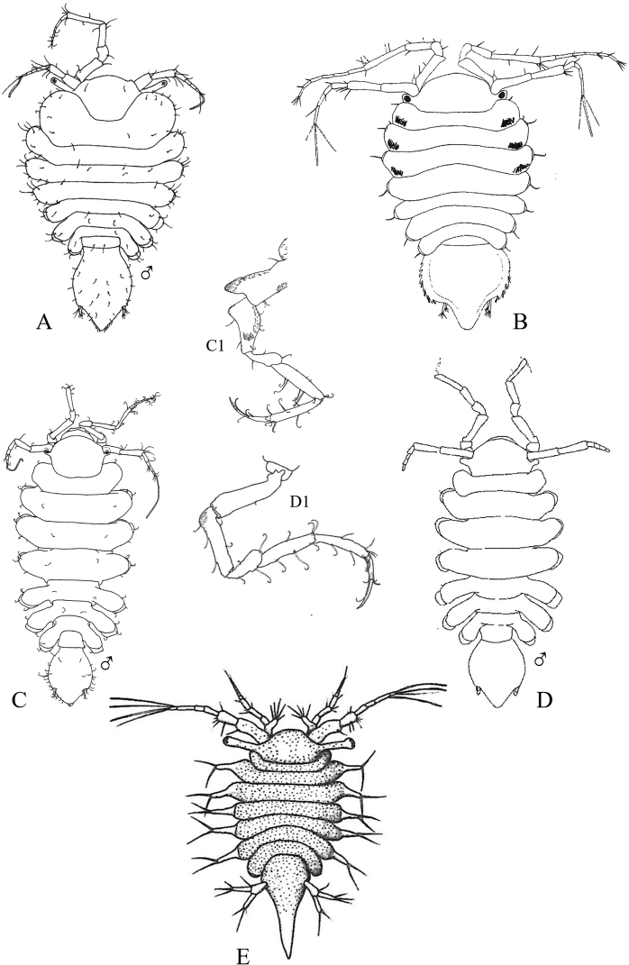 Figure 35.