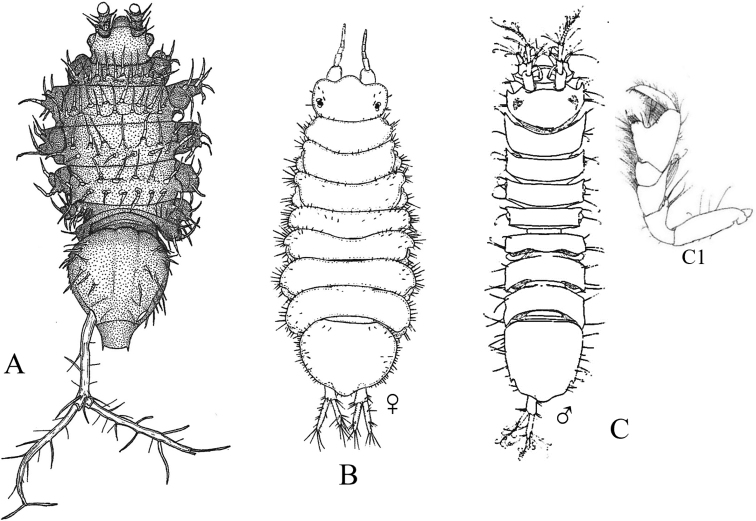 Figure 31.