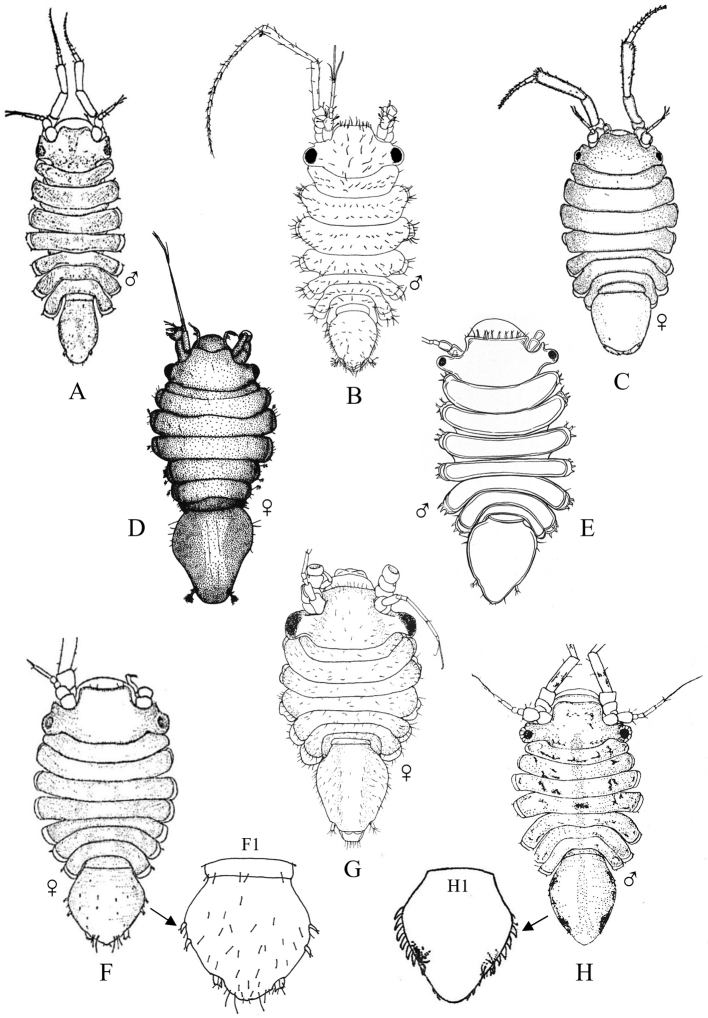 Figure 36.