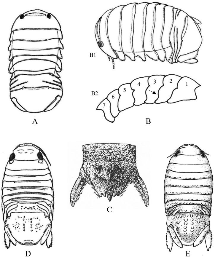 Figure 20.